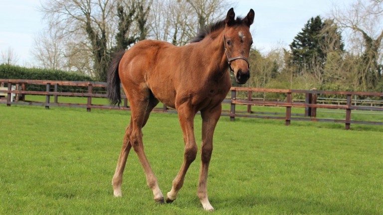 The Racing Post Foal Gallery Is Live - So Please Keep Firing In Your 