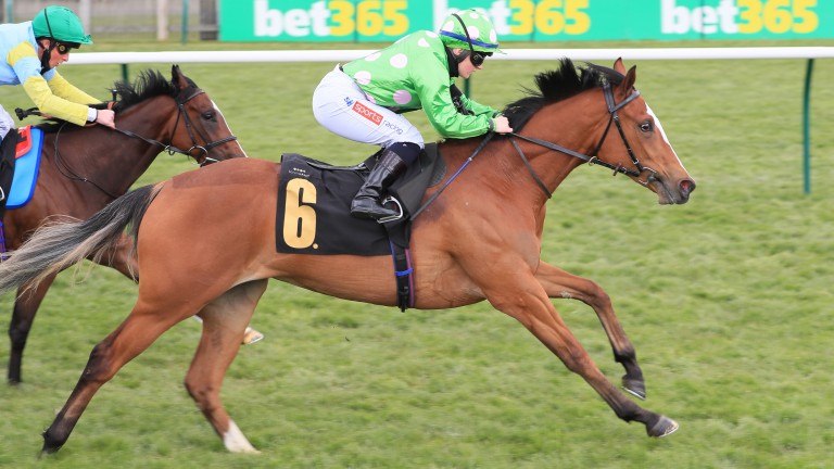 Desert Dreamer: daughter of Oasis Dream provided Stuart Williams with a rare first-time out juvenile winner