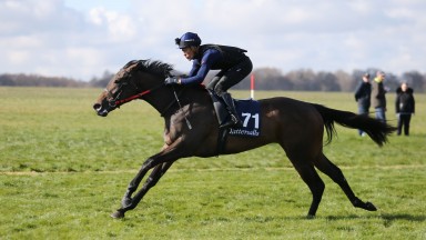 The Practical Joke filly out of Purr And Prowl breezes before going on to top the sale at 360,000gns