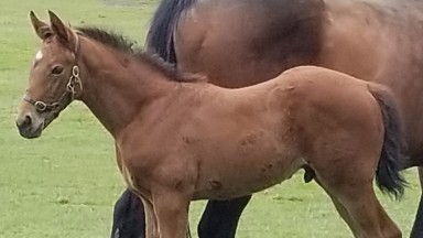 Birch Farm Stud's handsome Dartmouth colt