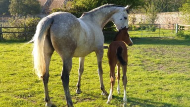 Snow Leopardess: "I didn’t want to let her steeplechase unless I had a filly foal, so I decided that perhaps that was the moment to do it."