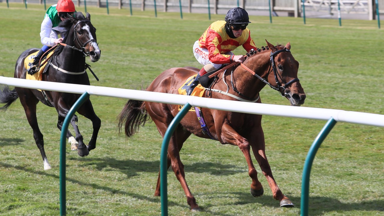 Fighting Fit And In The Form Of His Life Sir Ron Priestley Is Up For The Cup Horse Racing News Racing Post