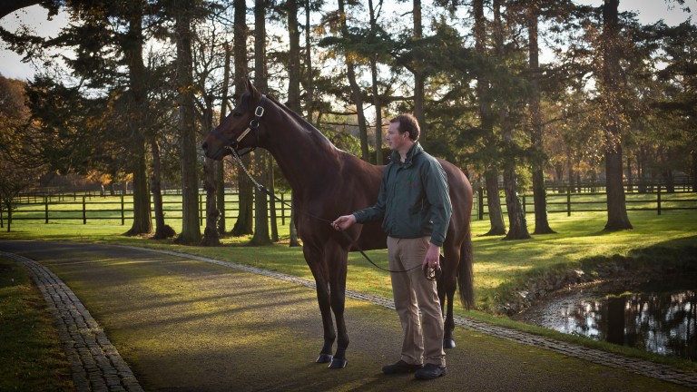 Sea The Stars taking it all in at Gilltown Stud