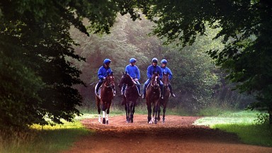 Broche, Give The Slip, Fantastic Light and Mutafaweq leave Godolphins Moulton Paddocks stables on a misty morning 25th July 2001Mirrorpix