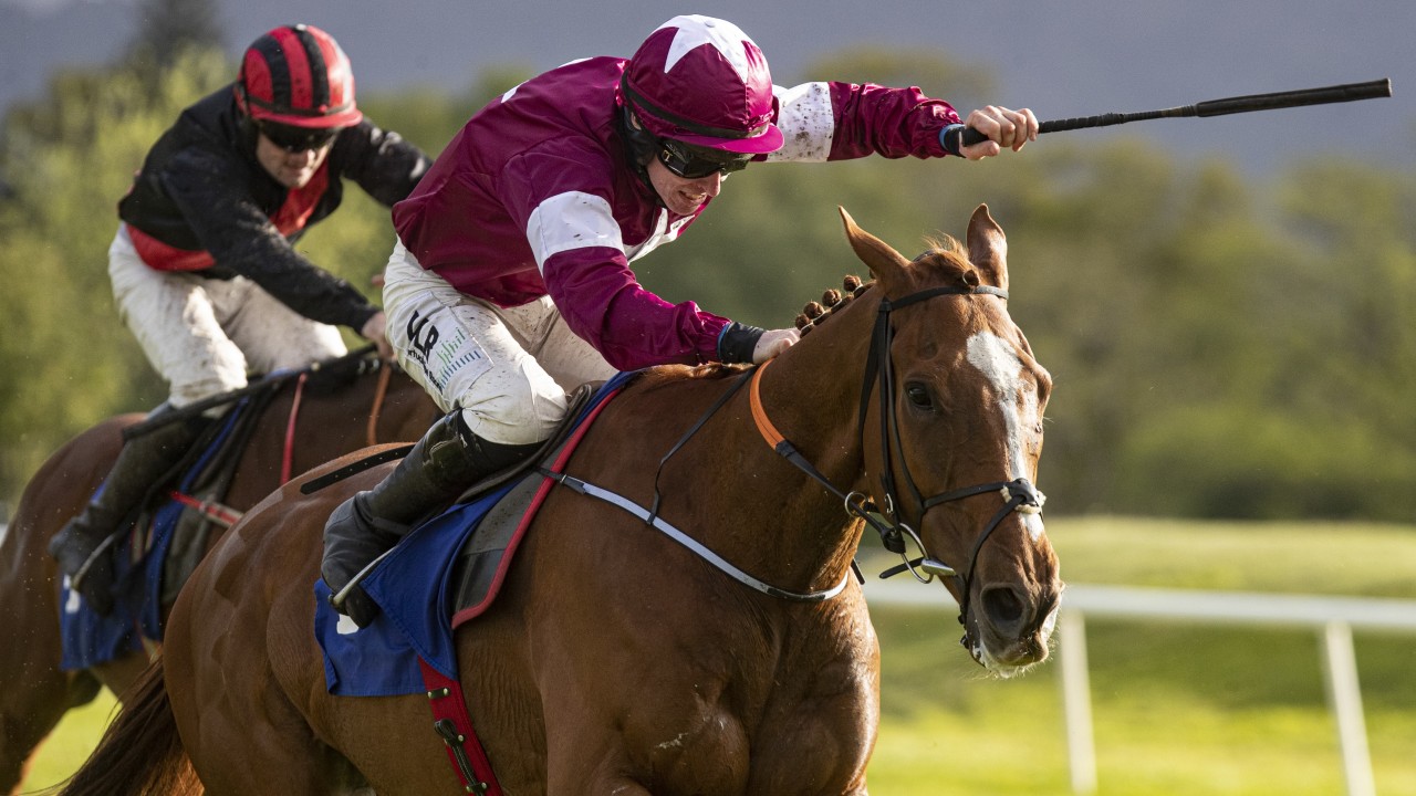 This Is All About Samcro But Will The One Time Future Megastar Battle Again Horse Racing News Racing Post