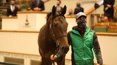 Lot 71: the Practical Joke filly who sold to White Birch Farm through Alex Elliott for 360,000gns