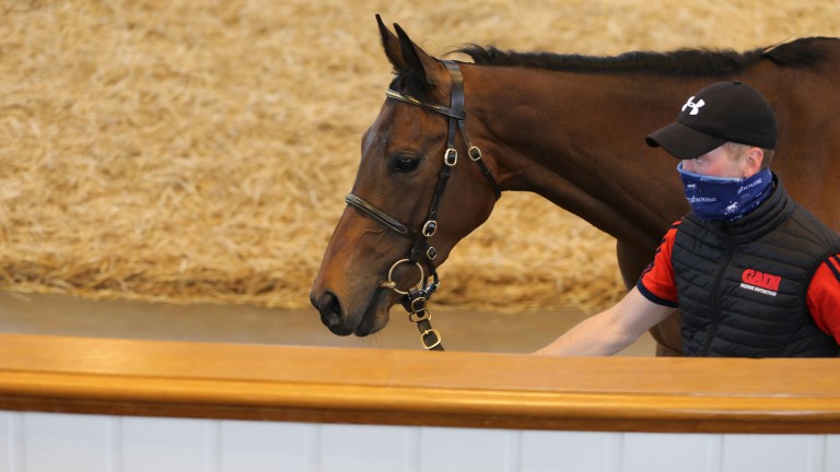 Denman's close relation Call Her Now caught many eyes in the Tattersalls ring