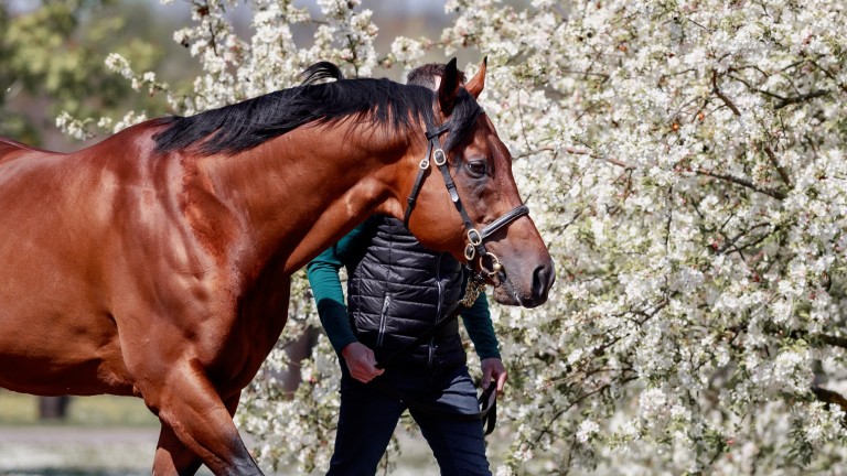 Siyouni: French champion sire is on show this weekend