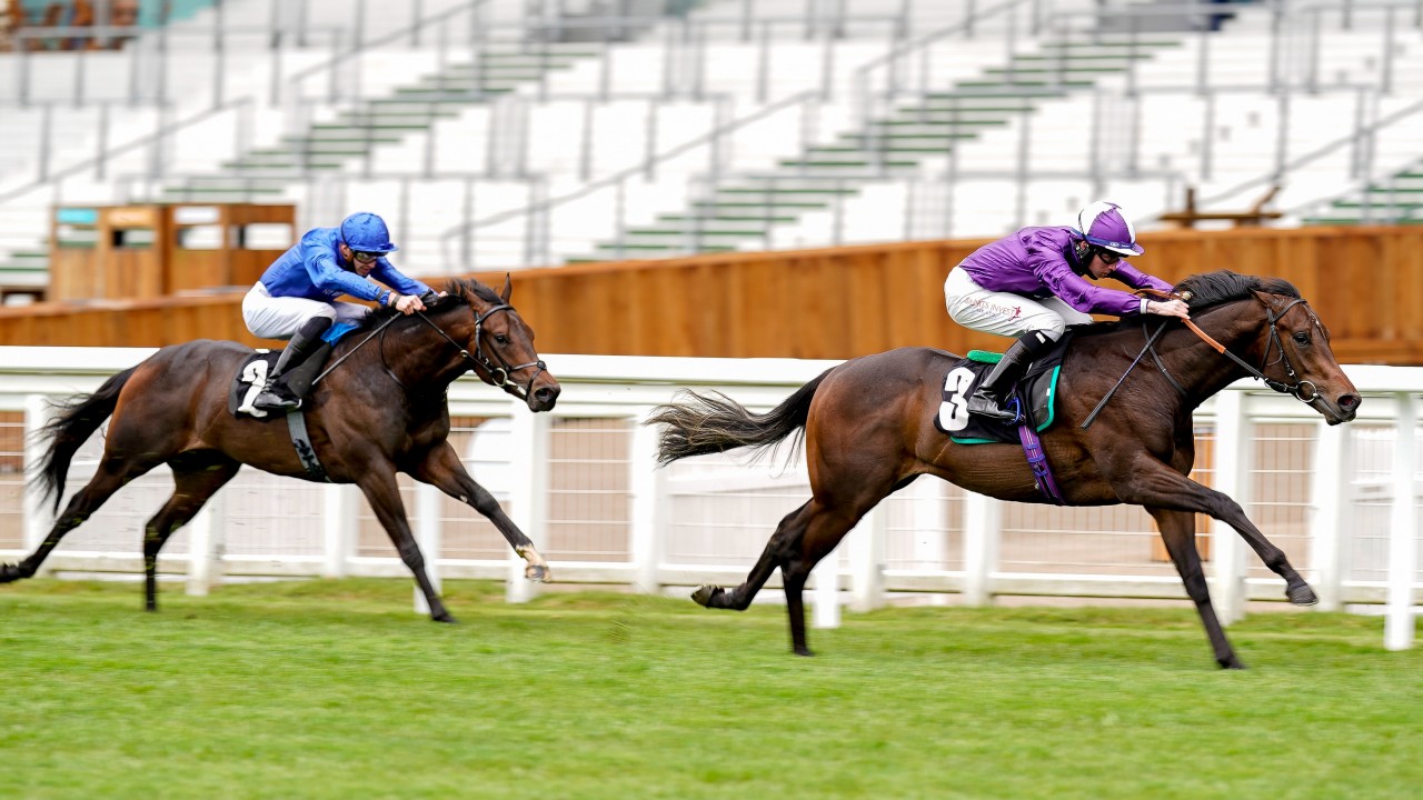 Curragh And Deauville Latest Go Bears Go Solid Favourite For Phoenix Stakes Horse Racing News Racing Post