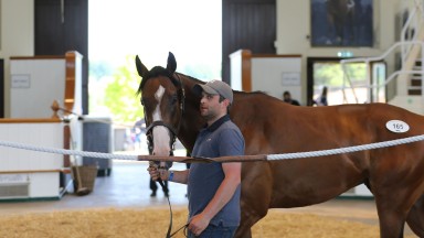 The £410,000 top lot at the Tattersalls Ireland Goresbridge Breeze-Up Sale