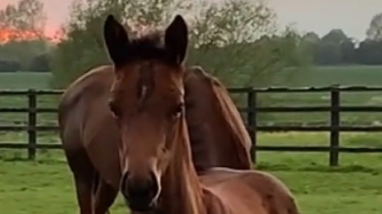 The Racing Post Foal Gallery Is Live - So Please Keep Firing In Your 