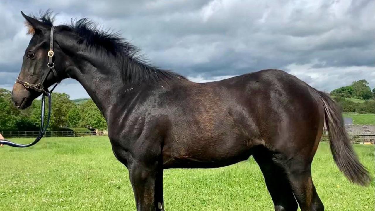 The Racing Post Foal Gallery Is Live - So Please Keep Firing In Your 