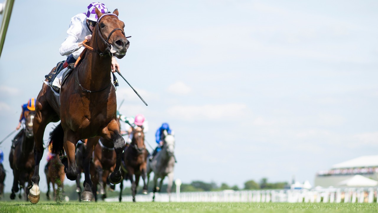 St james palace stakes bettingadvice agea forex mt4 system
