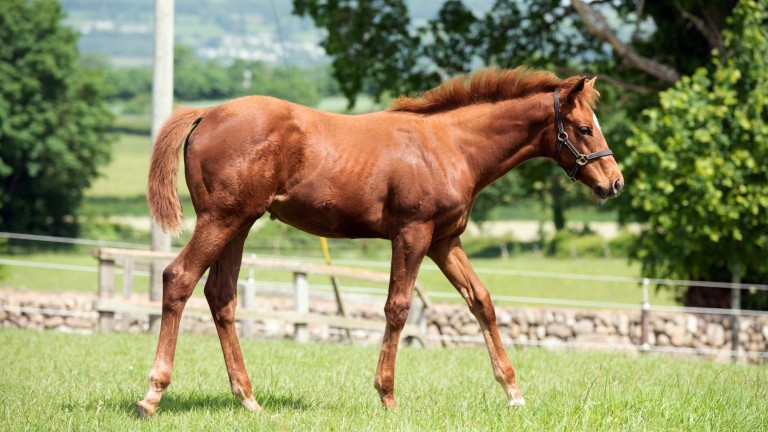 The Racing Post Foal Gallery Is Live - So Please Keep Firing In Your 