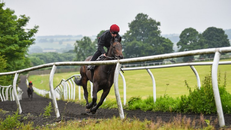 Perfect Power: in action on Richard Fahey's gallop in Malton