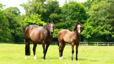 You'resothrilling and her fifth foal, Happily, in the Coolmore paddocks