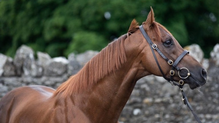 Cotai Glory: Tally-Ho Stud stallion has had his fee upped