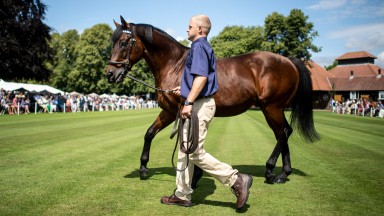 Dubawi is paraded at the Darley stallion parade at Dalham Hall StudNewmarket 11.7.19 Pic: Edward Whitaker