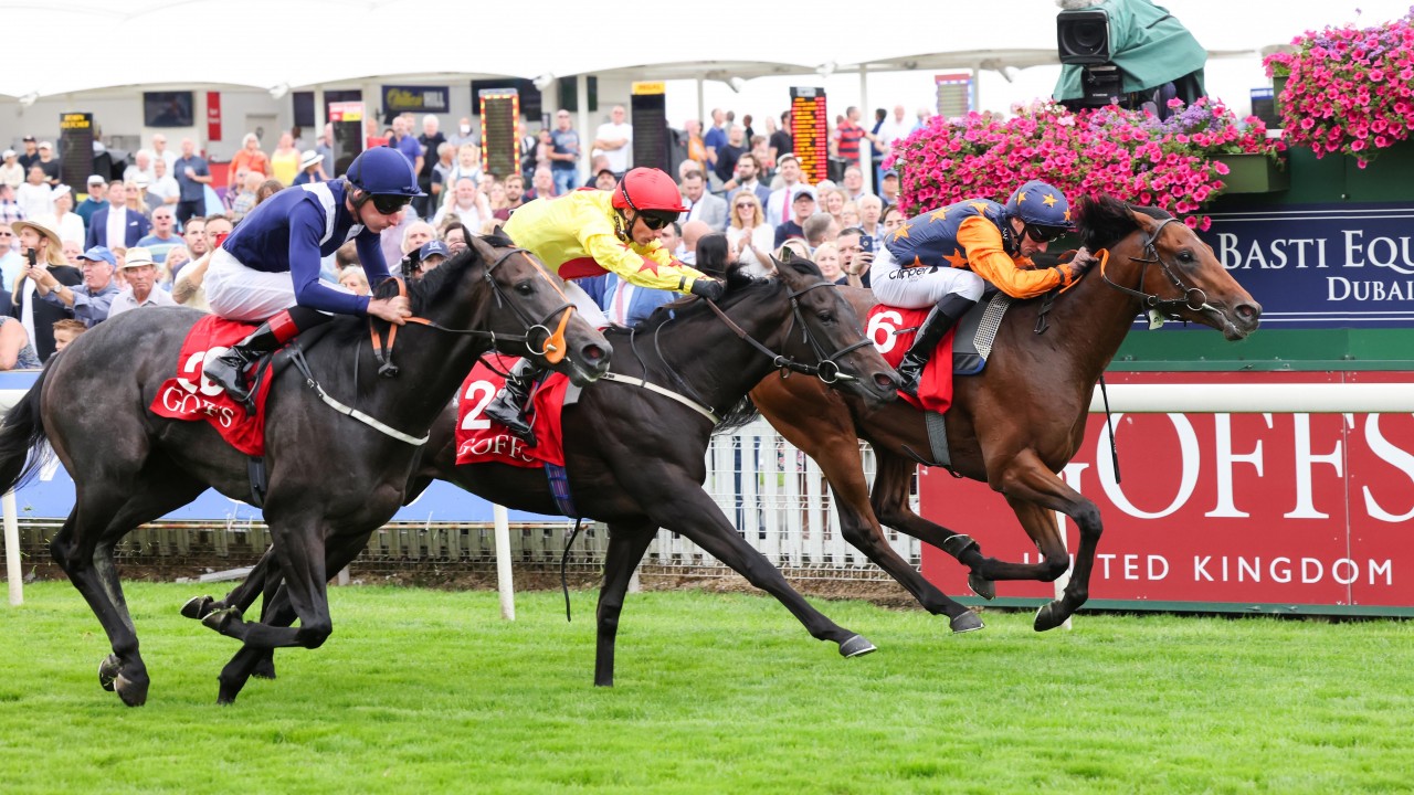 Could York Form Prove The Key To Valuable Juvenile Sales Event Horse Racing News Racing Post