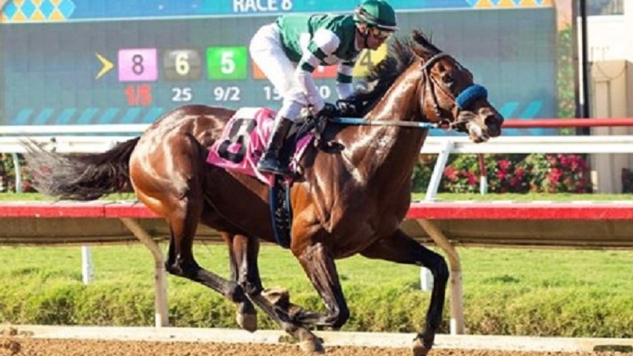 Watch He S A Rare Gifted Horse Is Flightline The Sport S Next Big Thing Bloodstock News Racing Post