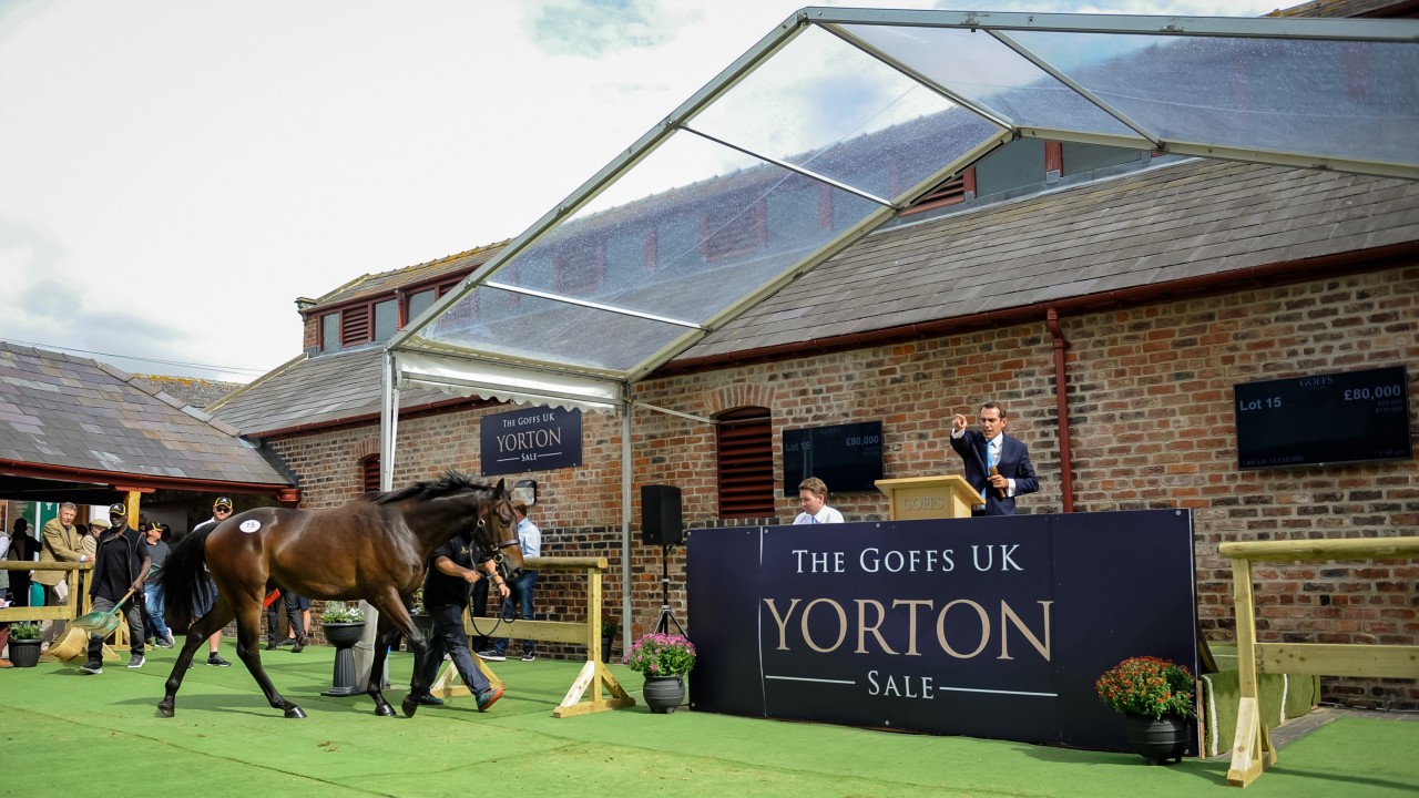 Poignant purchase sees £80,000 son of Isfahan top Goffs UK Yorton Sale |  Bloodstock News | Racing Post