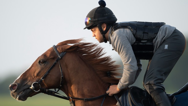 Stradivarius et le cavalier d'affaires Bradley Bosley s'entraînent à Warren Hill à Newmarket