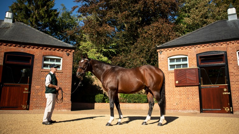 Frankel: supplied his 19th Group/Grade 1 winner when Wild Beauty won at Woodbine