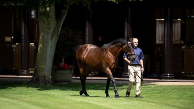 Dubawi: Dalham Hall Stud kingpin is the sire of 45 Group/Grade 1 winners