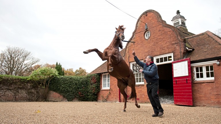 Pivotal: Cheveley Park Stud stalwart is the sire of more than 30 top-flight winners