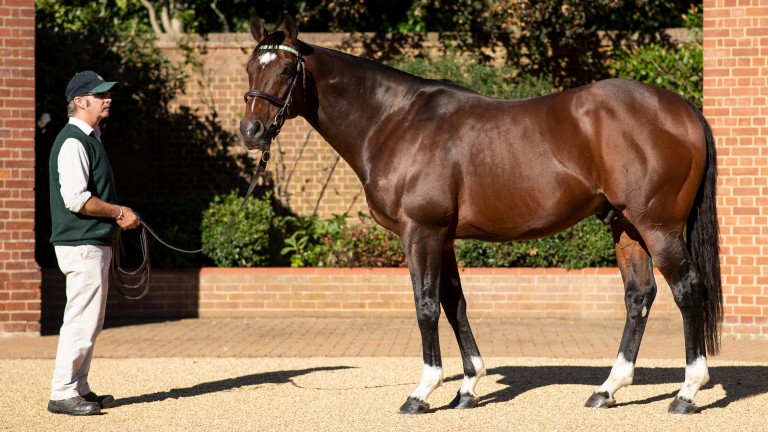 Frankel: Banstead Manor Stud resident is on course to claim his maiden champion sire title