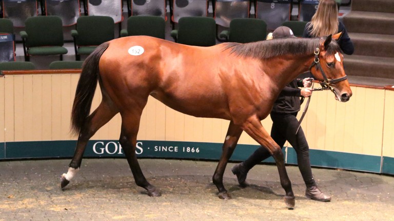 Last year's €1.5m Goffs Orby sale-topper Starry Eyed