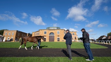 A yearling takes a walk outside the Park Paddocks sales ring