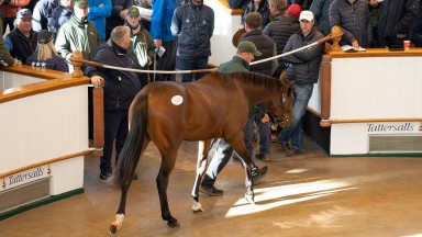 Top lot: the No Nay Never filly out of Lady Ederle sells to Cheveley Park Stud for 825,000gns
