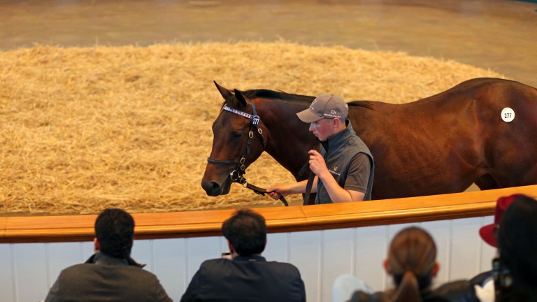 The seven-figure son of Sea The Stars in the Tattersalls sales ring