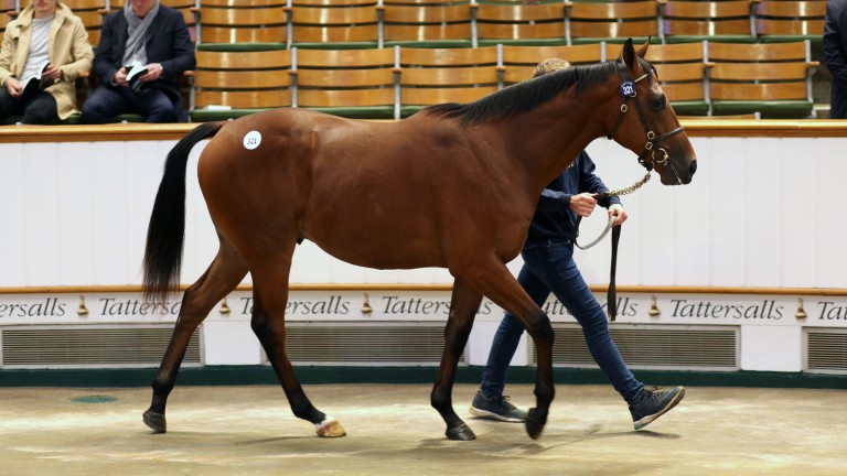 Lot 321: the Kingman colt who sold to MV Magnier and White Birch Farm at 1,100,000gns