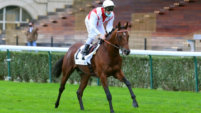 Soft Light : le fils d'Authorized se présentera au Haras de Colleville en tant qu'étalon National Hunt