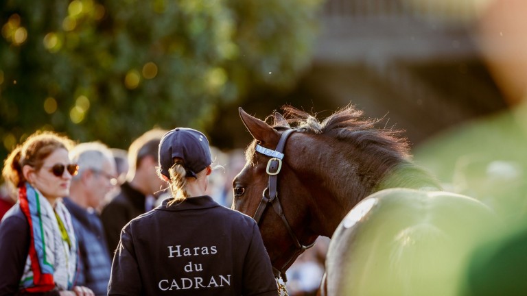 Arqana's breeze-up sale is back in Deauville after two years on the road