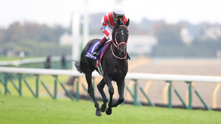 Contrail: won the Japan Cup on Sunday