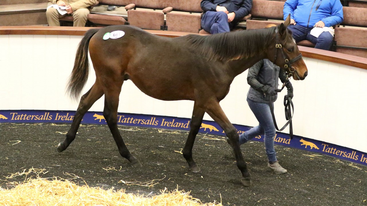 Crystal Ocean Makes Waves As Aiden Murphy Signs For Two 80 000 Colts
