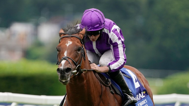 Norelands Stud offers a Kingman half-brother to St Mark's Basilica