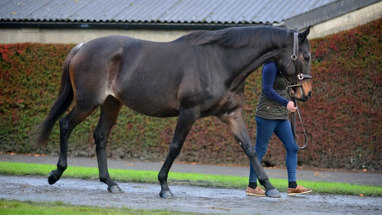 Benie Des Dieux at Tattersalls Ireland, where she set a sale record price for a National Hunt broodmare