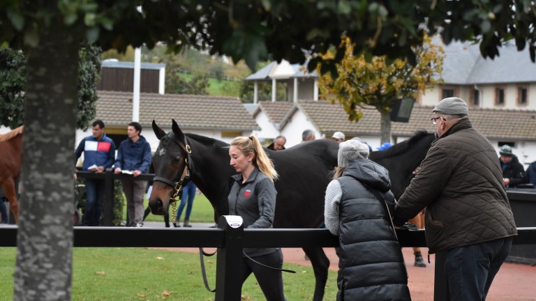 Arqana's first sale of the year gets under way next month
