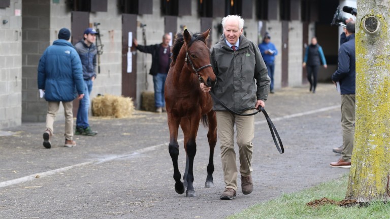 Mark Clarke shows Wardstown Stud's Sea The Stars colt out of Holda