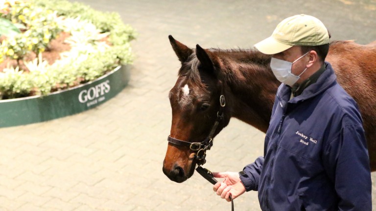 Lot 623: the Sea The Stars colt out of Newton's Angel sells for €270,000