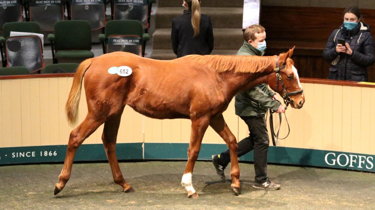 Lot 652: the Frankel filly out of Sanwa sells for €550,000