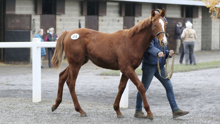 Lot 813: the Mehmas colt out of Ishimagic from Meadagh Stud after selling for €70,000