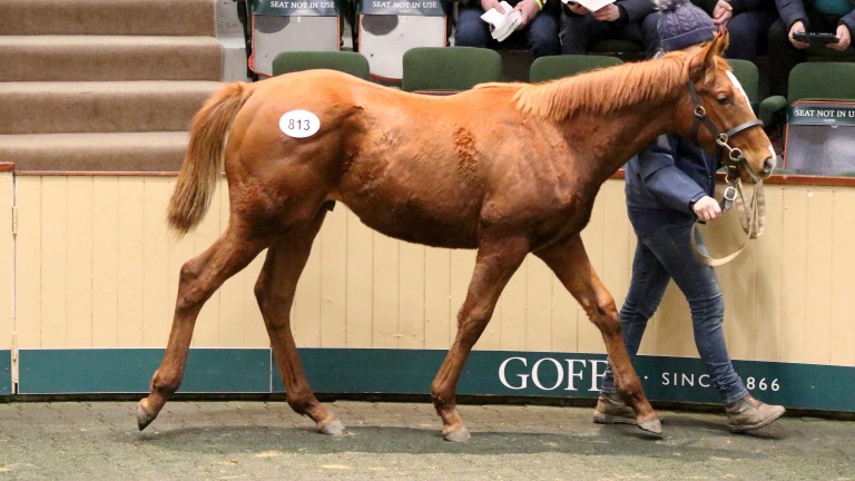The session-topping Mehmas colt in the Goffs ring