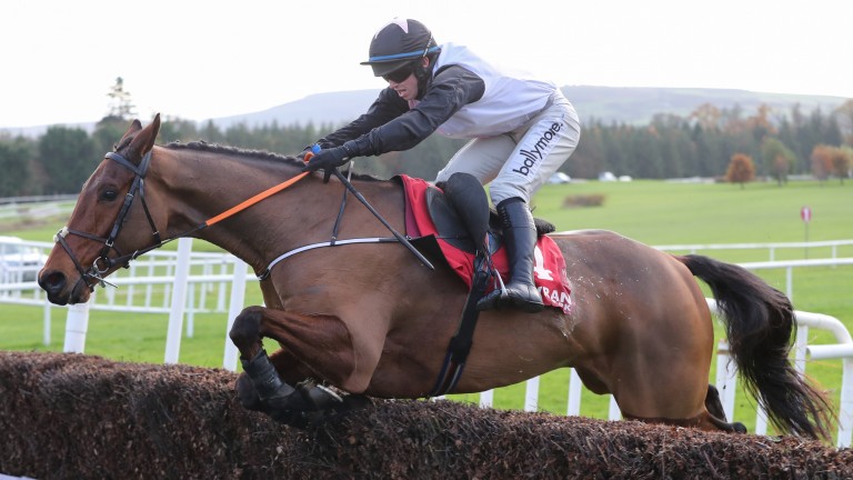 Bob Olinger: on course to appear at Punchestown on Sunday