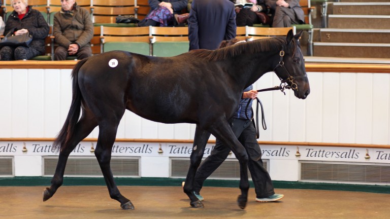 Lot 30: the Sea The Stars brother to Sea Of Class brings a bid of 240,000gns from Sunderland Holdings