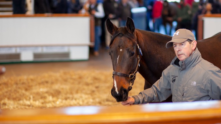 Lot 22: the Invincible Spirit sister to Shalaa sells for 150,000gns